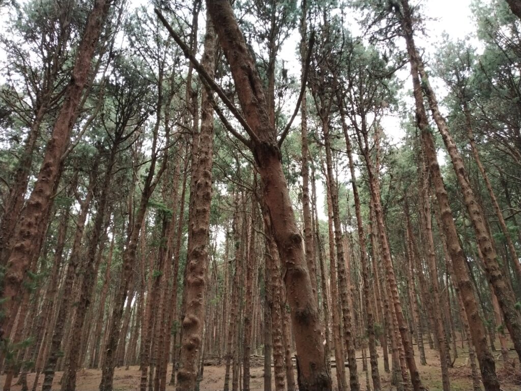 Pine Forest Kodaikanal