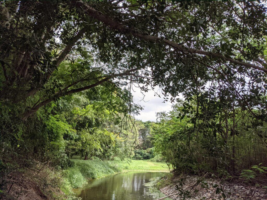 Lush greenary of Karanji Lake Mysore