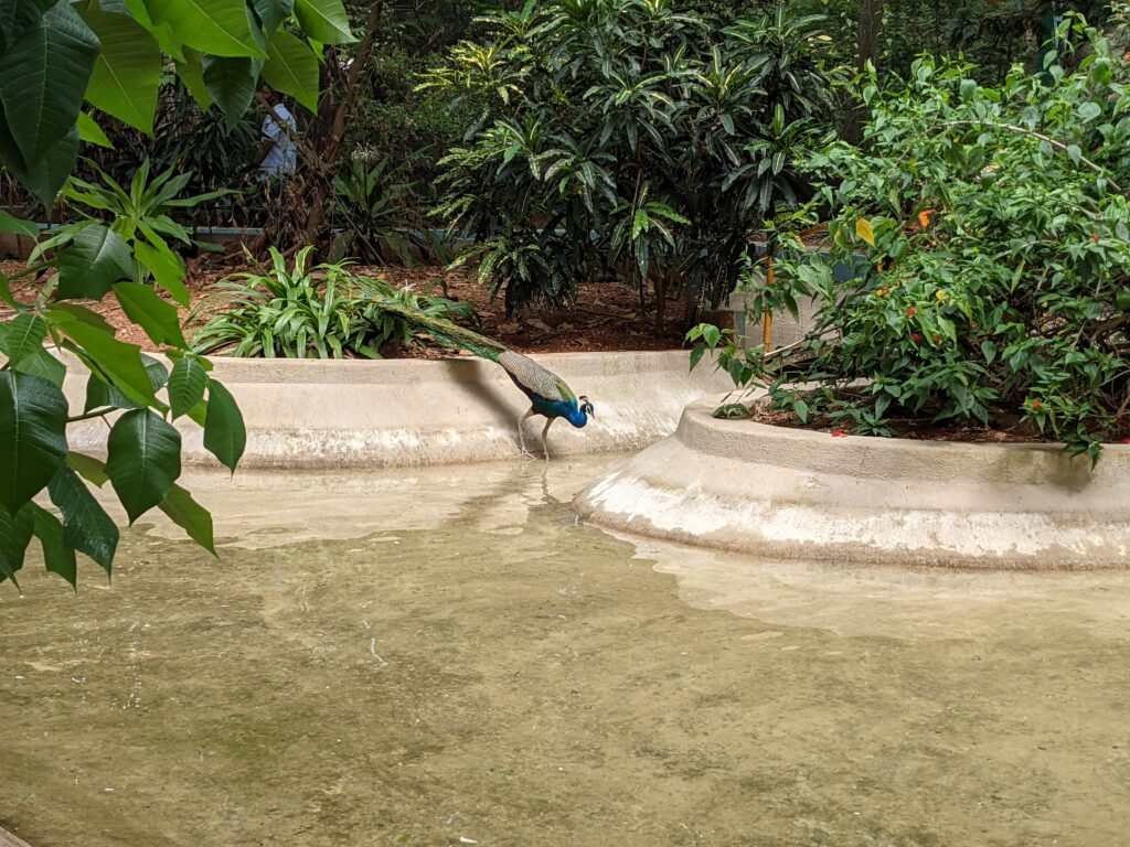 India's biggest Aviary at karanji Lake