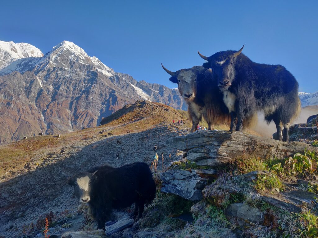 Darjeeling Mountaines