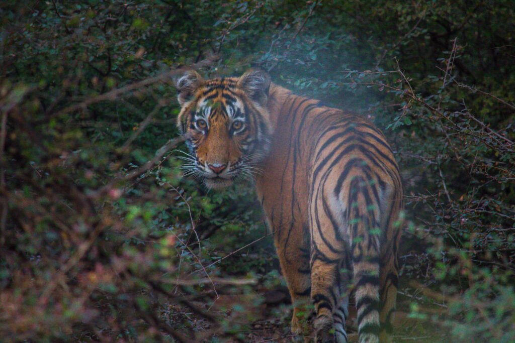 National Parks in India