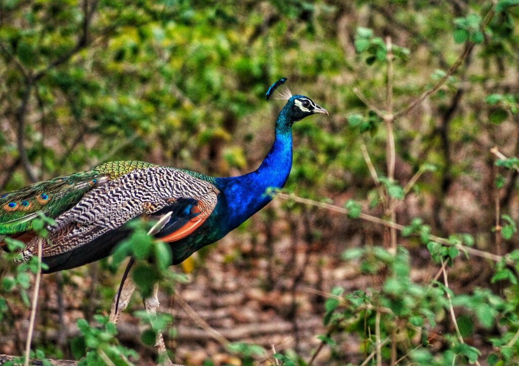 National Parks In India