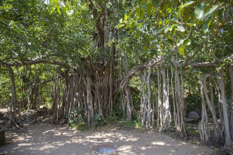 Big Banyan Tree Bangalore