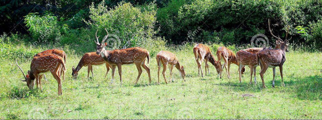 Deer Park Ooty - places to visit in ooty