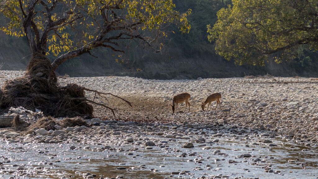 National Parks in India 