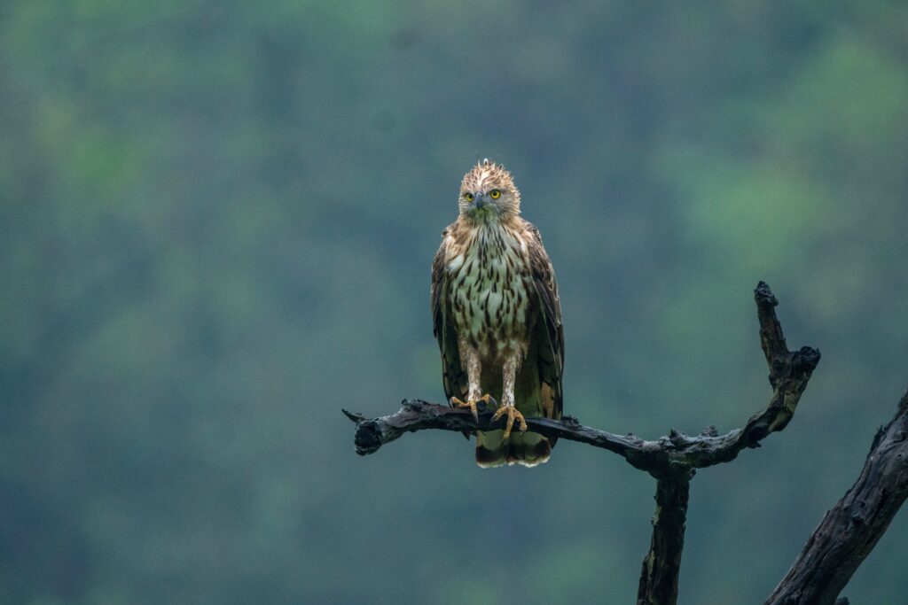 National Parks in India 