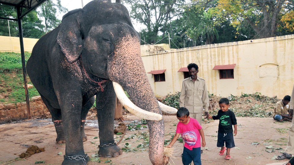 Lead Elephant Balarama - Mysore Dasara