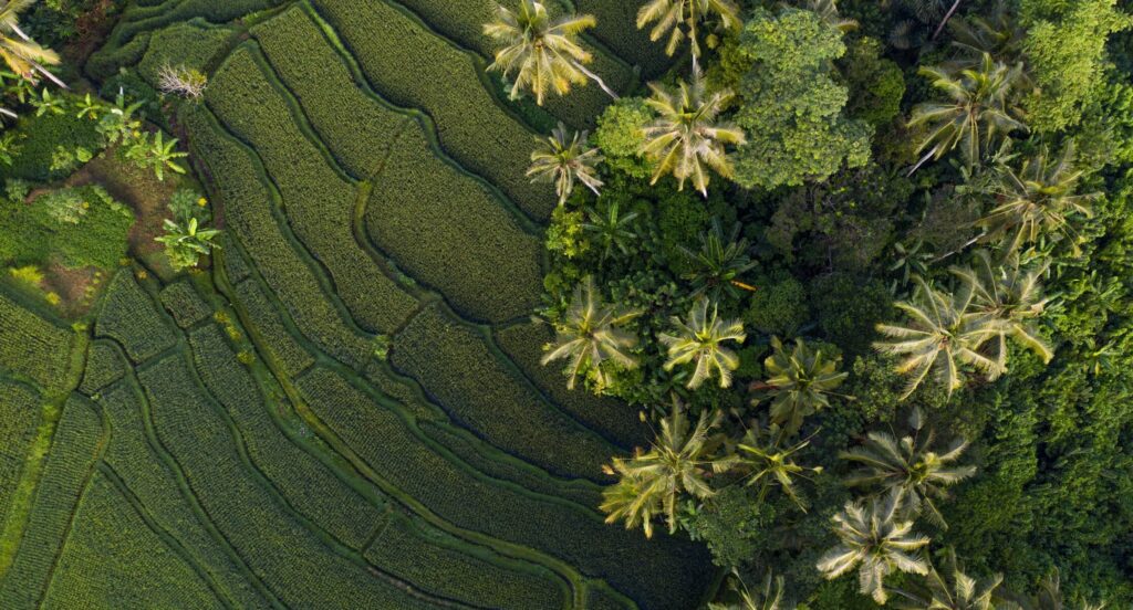 Rice Terraces Bali Indonatia