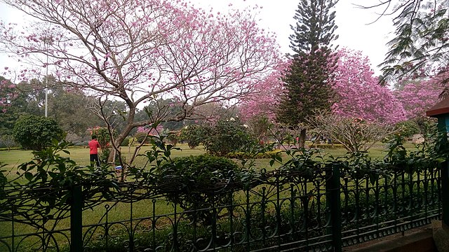 Cubbon Park - Cherry Blossom Trees