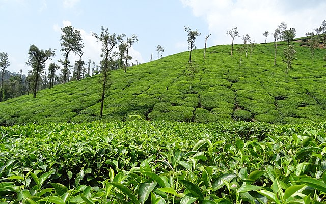 Chikkamagaluru Coffee Estates