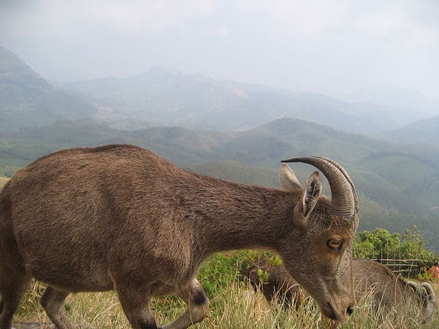 Eravikulam National Park Munnar Kerala