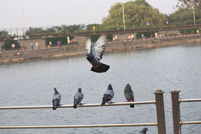 Lakes in Bangalore - Sankey Tank Malleshwaram