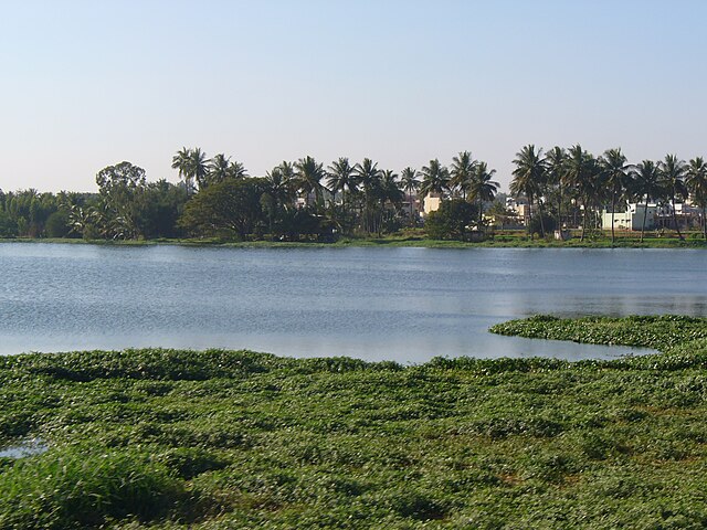 Varthur Lake Bangalore