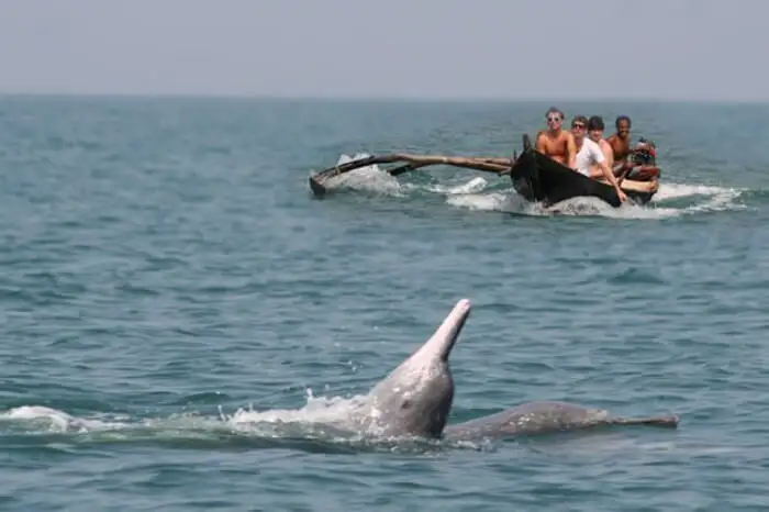 Dolphin at Butterfly beach goa