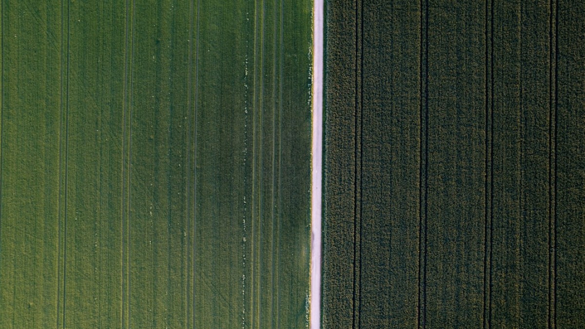 an aerial view of a green field and a lone tree