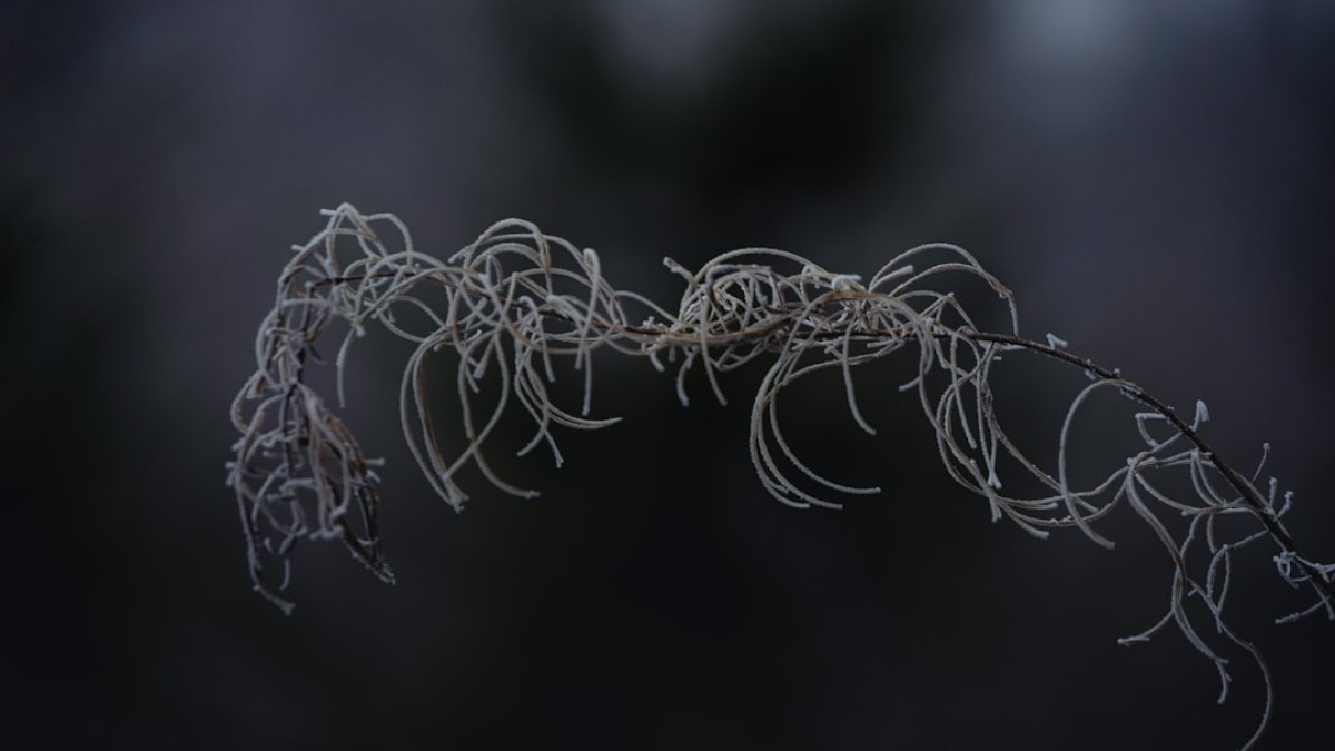 A blurry photo of a plant with long stems