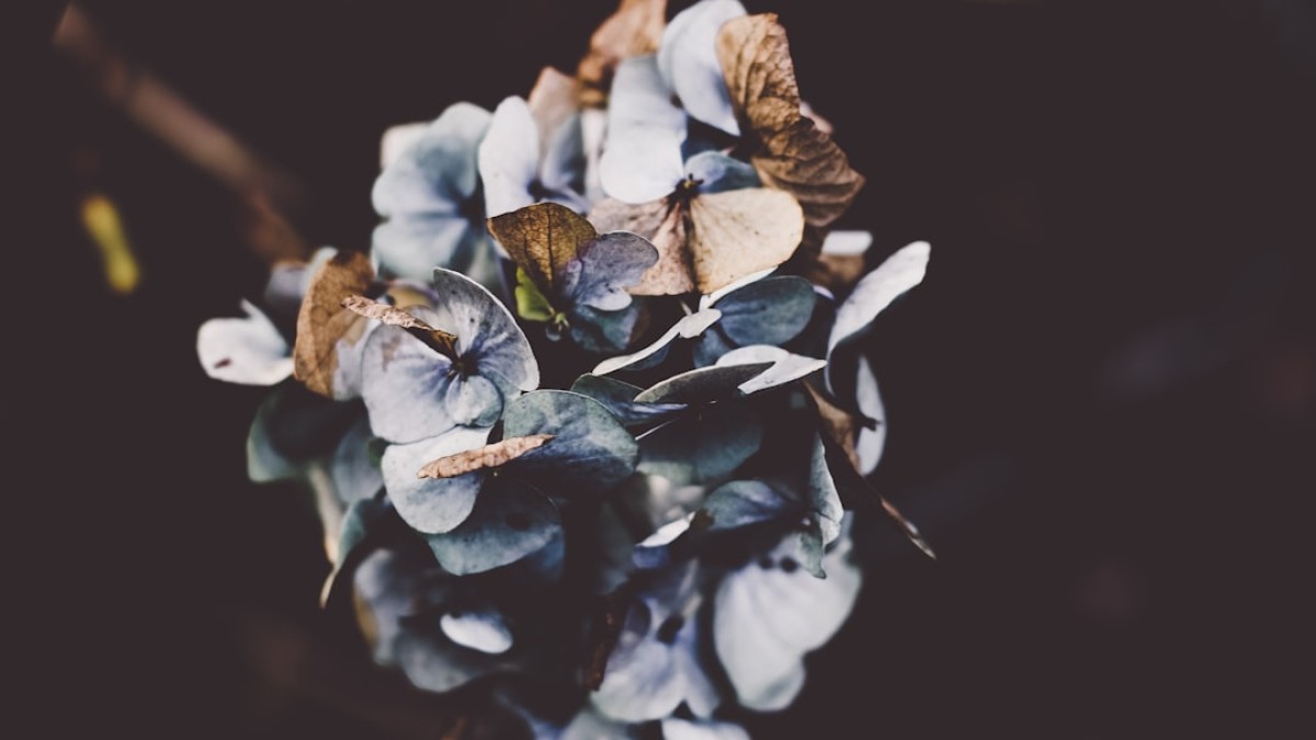 selective focus photography of gray petaled flower
