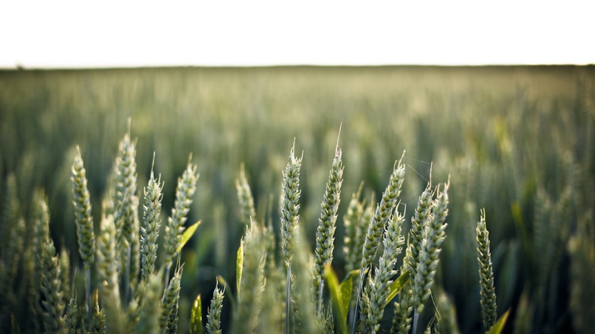 selective photo of green grains during daytime