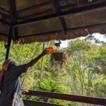 Local women watering the Bird Nest - Woods resort Wayanad