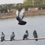 Lakes in Bangalore - Sankey Tank Malleshwaram