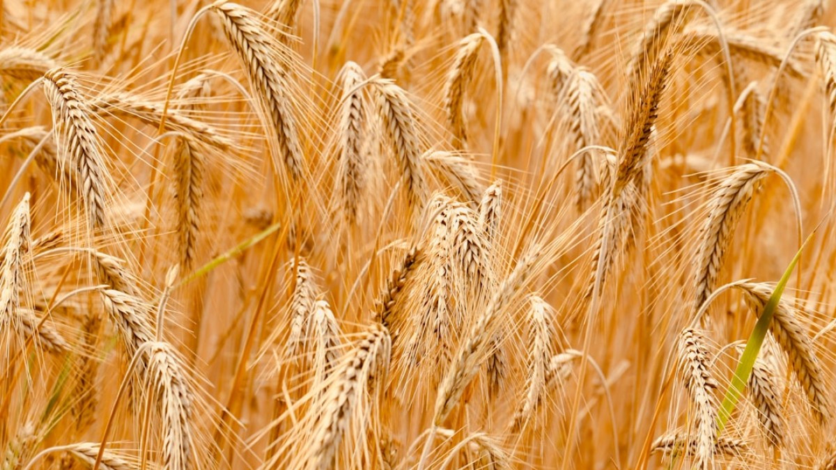 brown wheat field during daytime
