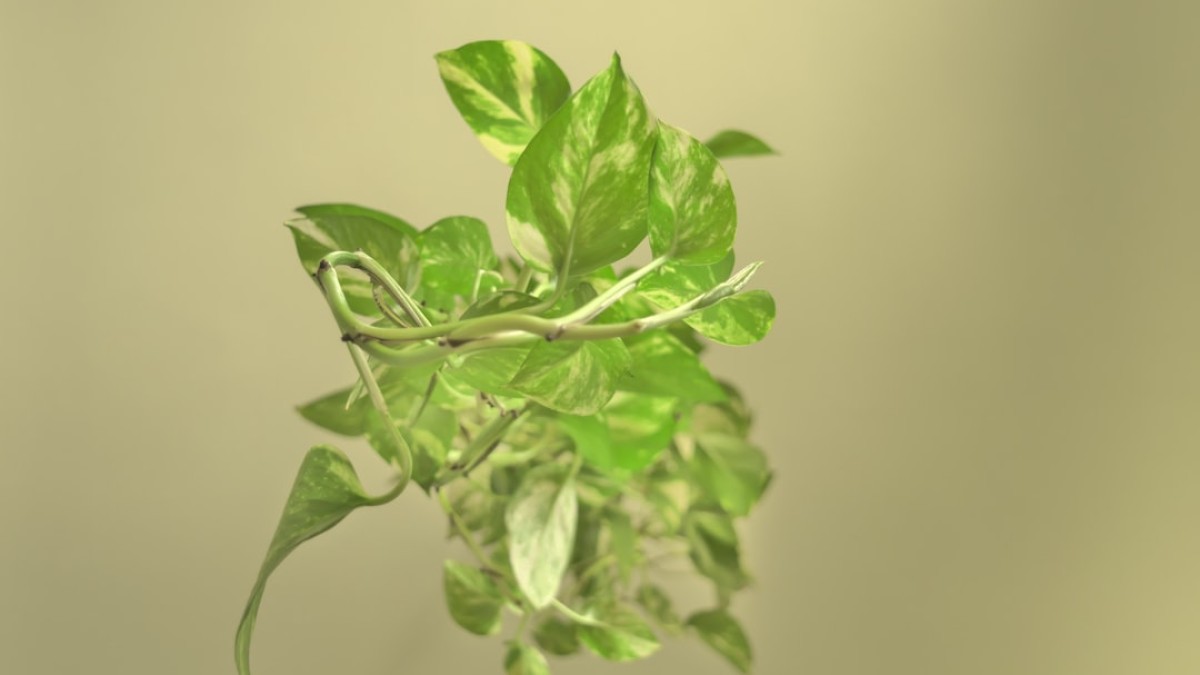 green leaves on white surface