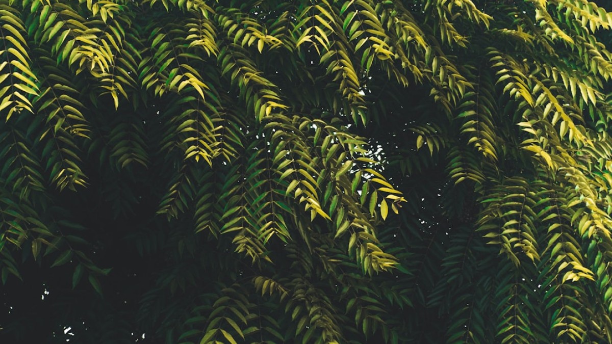 green and yellow leaf plant