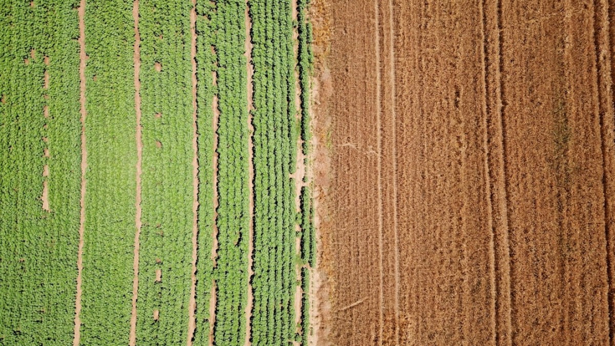 green and brown wooden surface