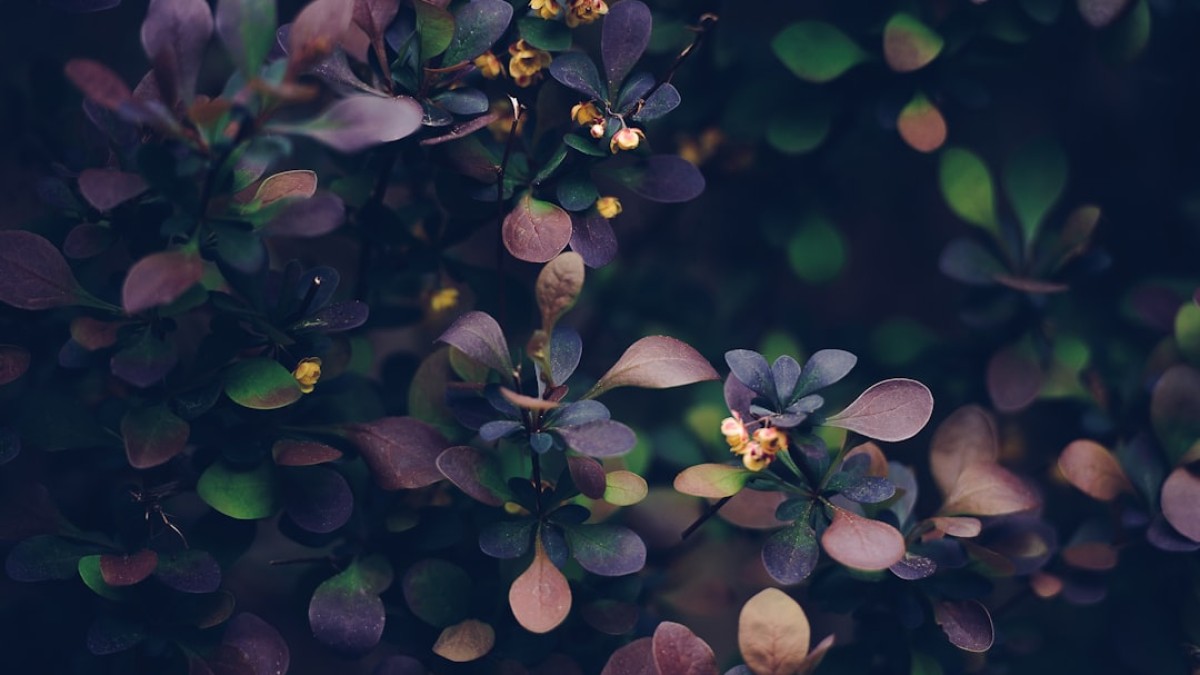 close-up photo of brown and green leafs