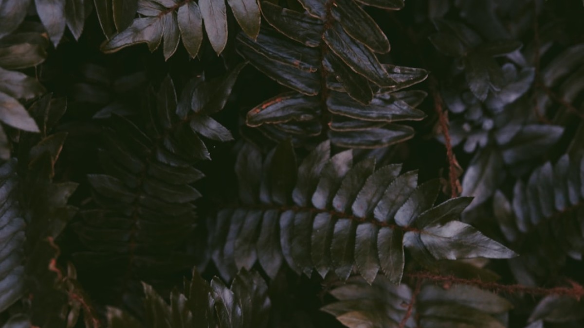 black leafed plant in macro shot photography